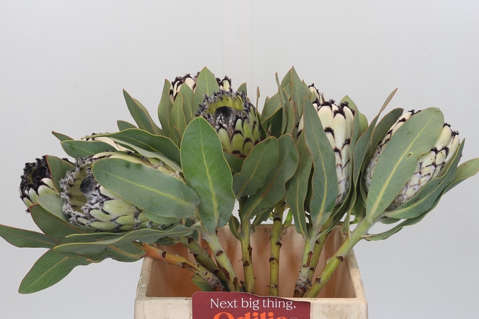 <h4>Protea Barbigera Snow Leopard</h4>