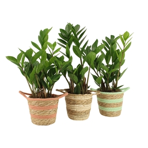 7502554: Solutionss Contradiction