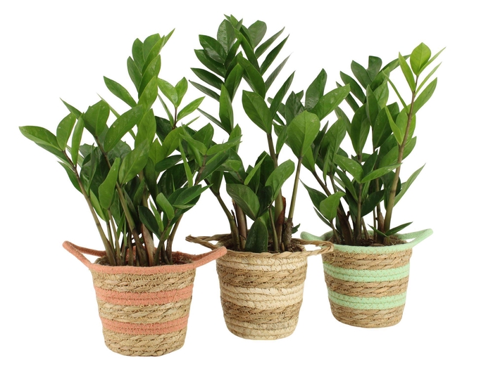 <h4>7502554: Solutionss Contradiction</h4>