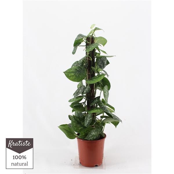 <h4>scindapsus pictus trebie 80cm kratiste klimstok</h4>