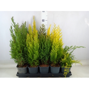 Conifers   ...