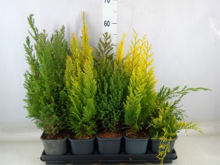 <h4>Conifers   ...</h4>