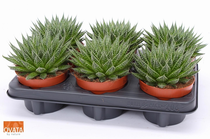 <h4>ALOE AR MAGIC</h4>