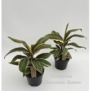 Cordyline Chocolate Queen