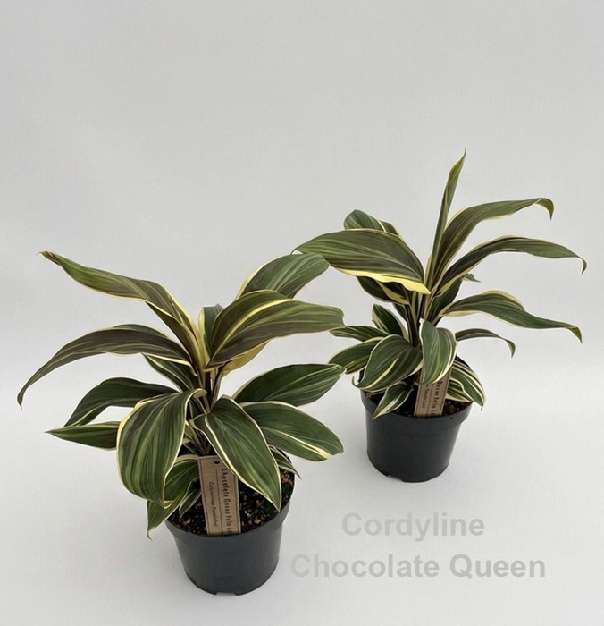 <h4>Cordyline Chocolate Queen</h4>
