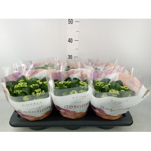 Kalanchoe blos. 'RosDon Dione'