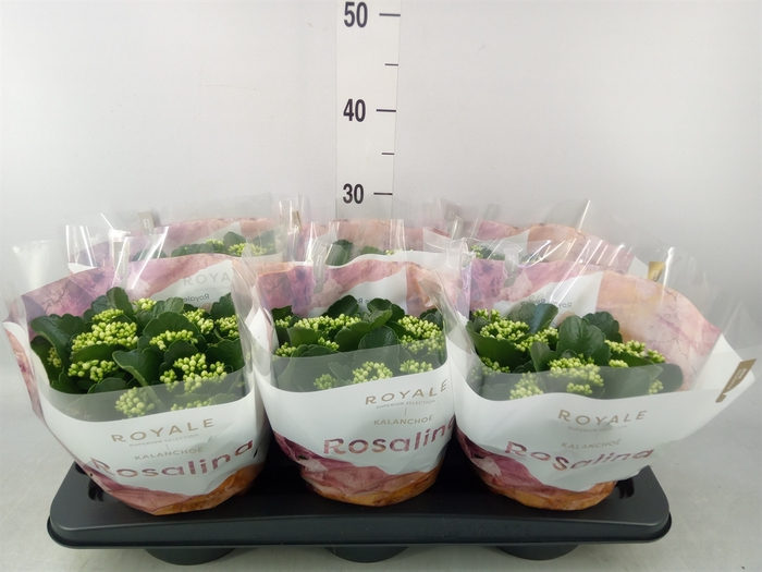 <h4>Kalanchoe blos. 'RosDon Dione'</h4>