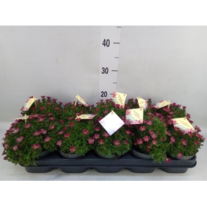 Saxifraga arend. 'Ice Colour Red'