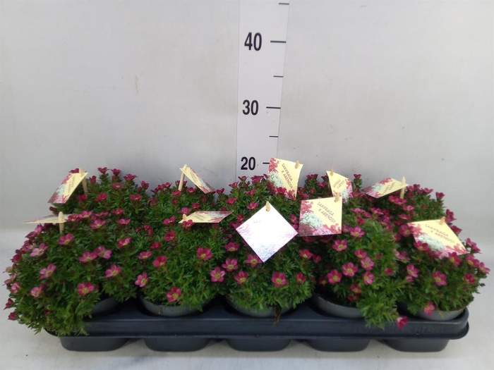 <h4>Saxifraga arend. 'Ice Colour Red'</h4>