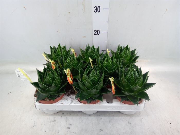 <h4>Aloe aristata 'Cosmo'</h4>