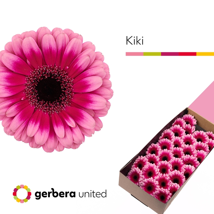 <h4>Germini Kiki Doos</h4>
