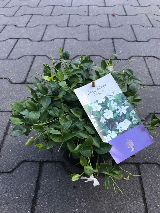 <h4>Vinca minor</h4>