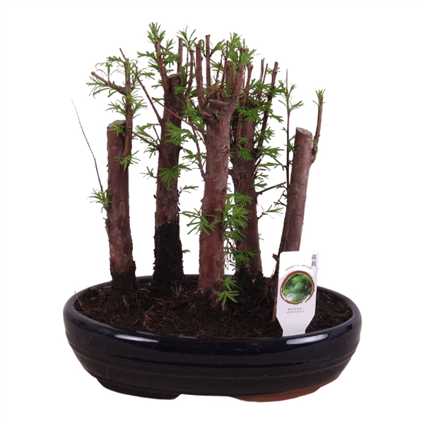 <h4>Outdoor Bonsai Metasequoia Forest ø26cm oval pot</h4>