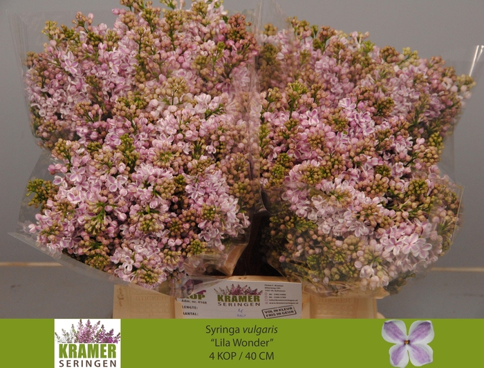 <h4>SYR V LILA WONDER</h4>