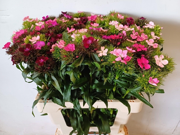 <h4>DI BARB GEM</h4>