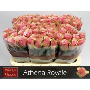 R Gr Athena Royale Minaye