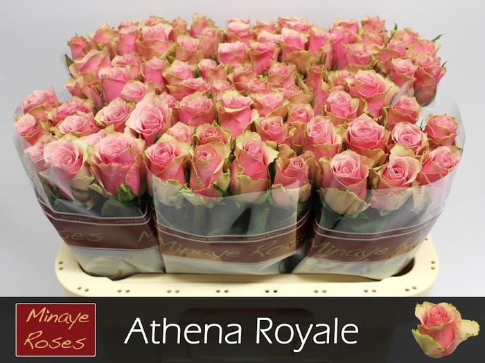 <h4>R Gr Athena Royale Minaye</h4>