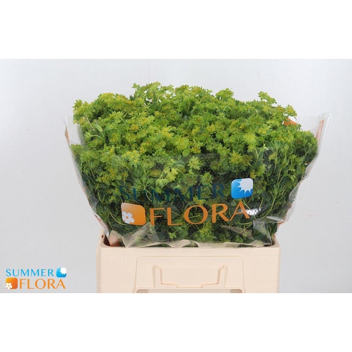 <h4>Bupleurum Rotundifol</h4>