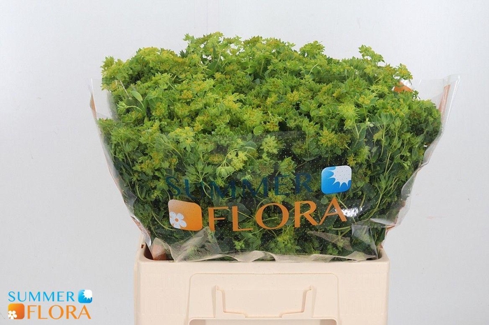 Bupleurum Rotundifol