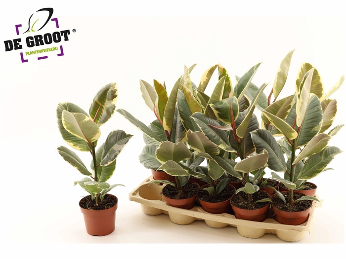 <h4>FIC EL TINEKE</h4>