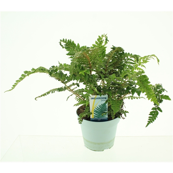 <h4>Polystichum polyblepharum 'Jade'</h4>