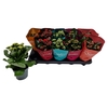 Kalanchoe blossfeldiana gevuld gemengd 5 kleuren