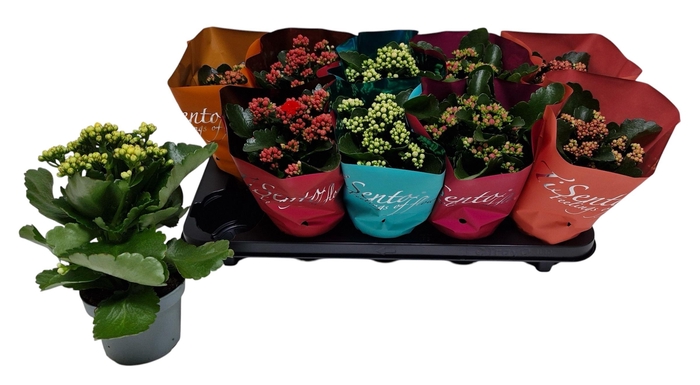 Kalanchoe blossfeldiana gevuld gemengd 5 kleuren