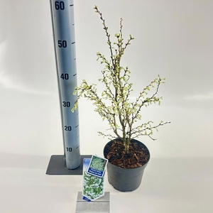 Prunus incisa Kojou-no-mai