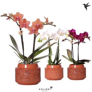 Kolibri Orchids Phalaenopsis mix 2 spike in Maze terracotta