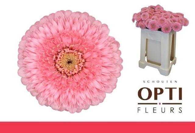 <h4>GE MB POMPONI PIGGY</h4>