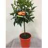 Citrus hystrix