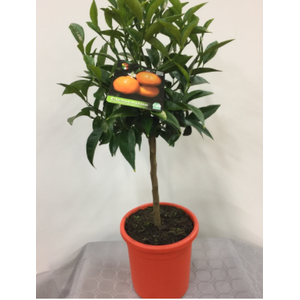 Citrus hystrix