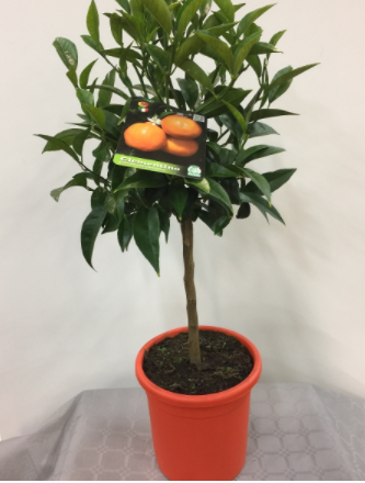 <h4>Citrus hystrix</h4>