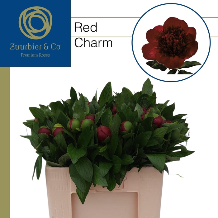 <h4>PAEO RED CHARM</h4>