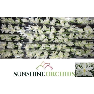 CYMB MI KLAZINA DE W