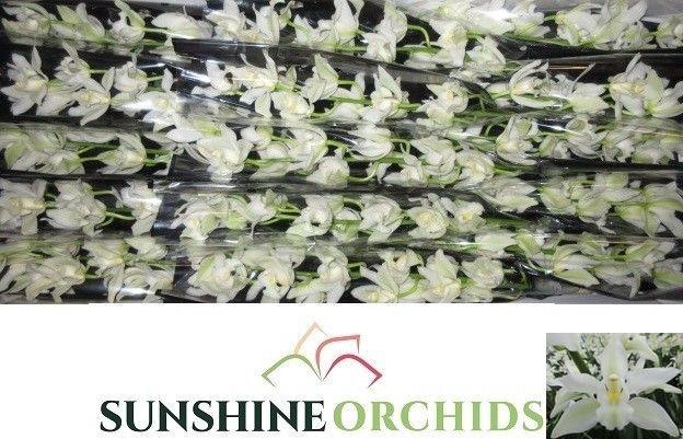 <h4>CYMB MI KLAZINA DE W</h4>