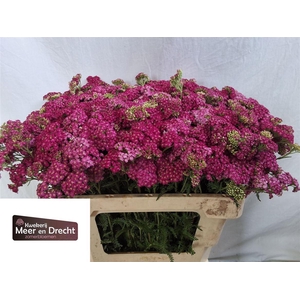 Achillea M Masterclass Purple