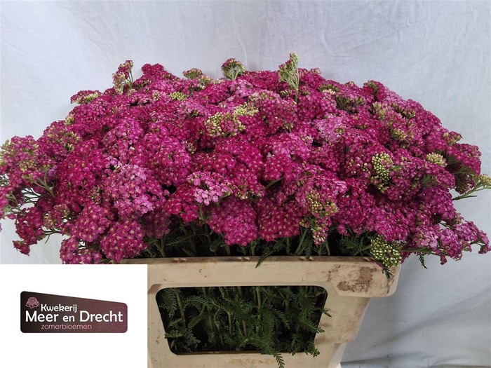 <h4>Achillea M Masterclass Purple</h4>