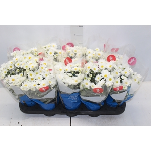 CRISANTEMO MINI P11 BRANCO