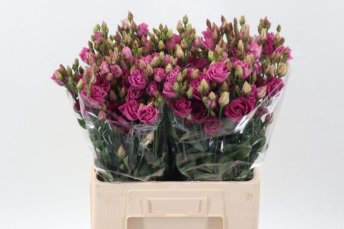 <h4>Eus G Rosita Cherry</h4>