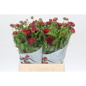 Ranunculus Butterfly Hades