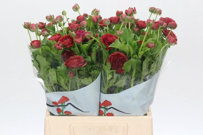 <h4>Ranunculus Butterfly Hades</h4>