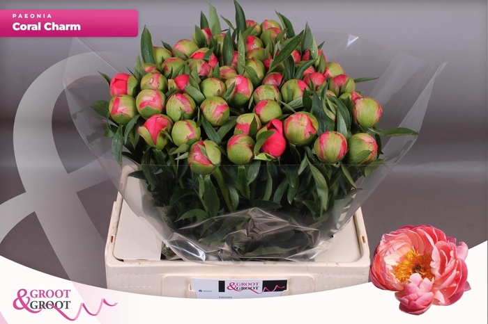 <h4>PAEO  CORAL CHARM</h4>