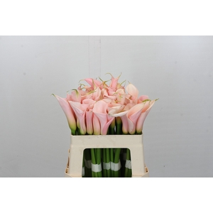 Zantedeschia Eydolls Salmon