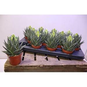 Aloe Tiki Tahi