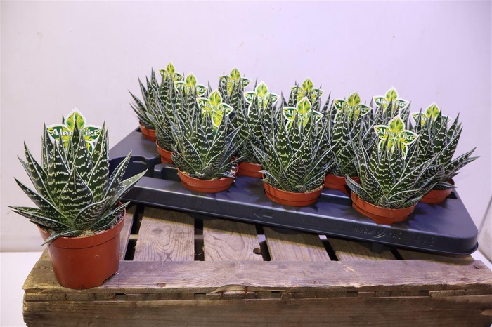 <h4>Aloe Tiki Tahi</h4>