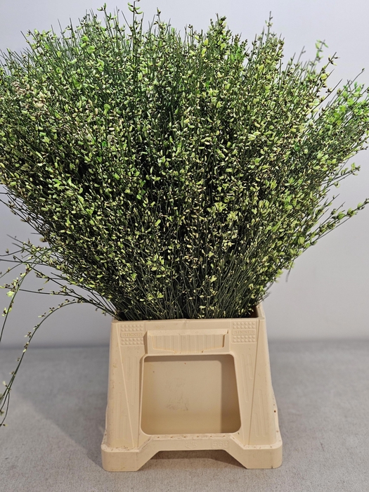 <h4>GINGSTER PB GROEN</h4>