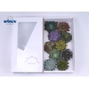 Echeveria Mix (wincx) Cutfl (10spc.) Wincx-12cm