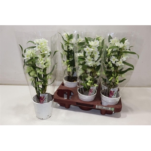 arr8 Dendr N Sc Apollon