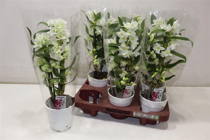 <h4>arr8 Dendr N Sc Apollon</h4>